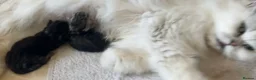 Perdoll cats for sale: Persian x ragdoll - Advert 2