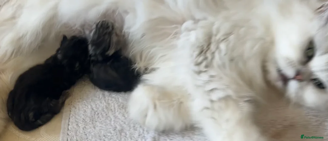 Perdoll cats for sale: Persian x ragdoll - Advert 2