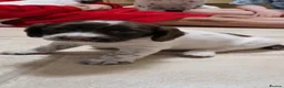 English Springer Spaniel dogs for sale: English springer spaniel  - Advert 6