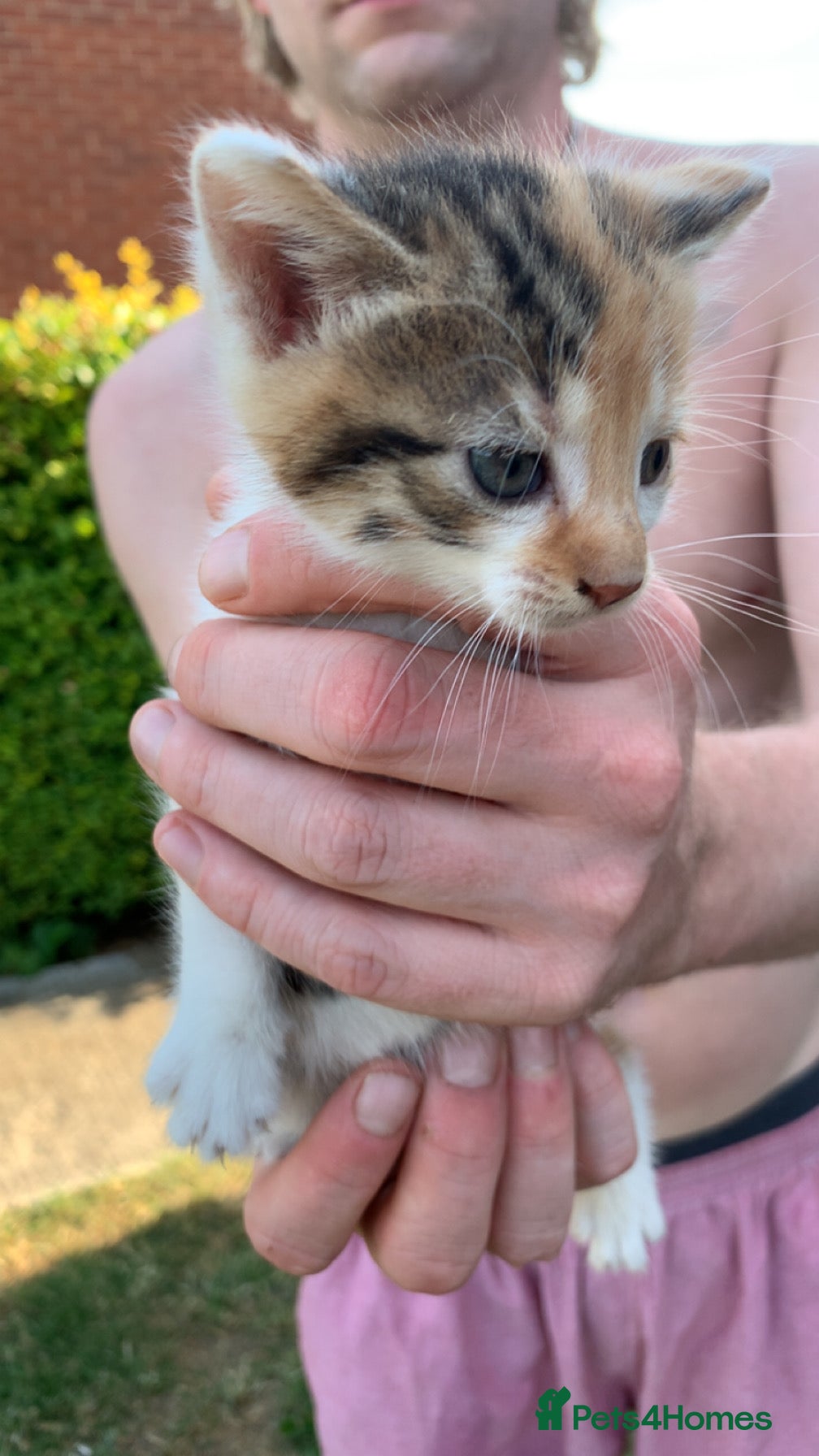 Mixed Breed cats Kittens for sale  - Advert 1