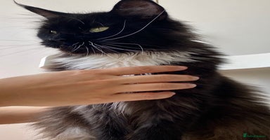 Maine Coon cats - Advert 8