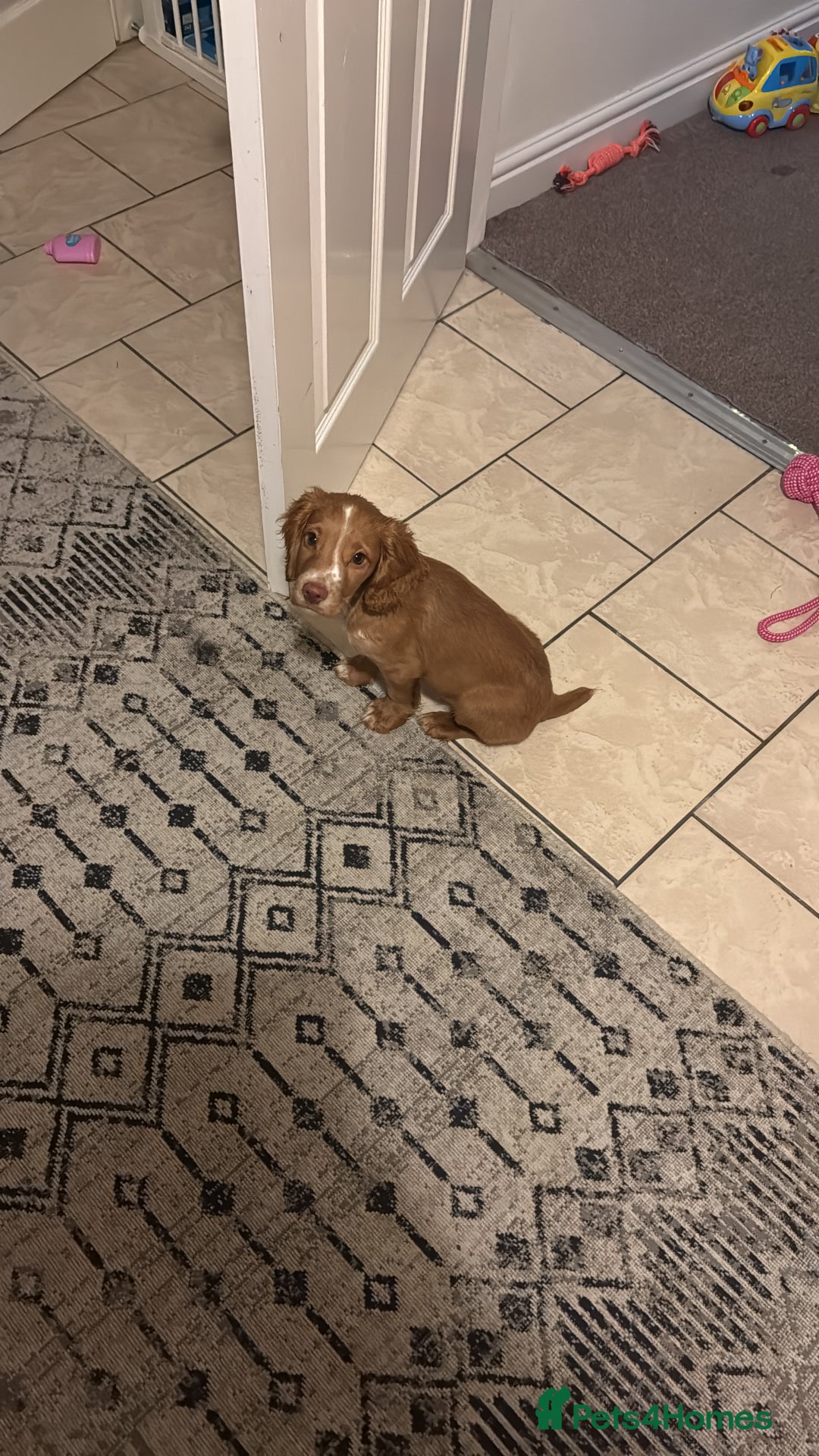 Cocker Spaniel dogs for sale: Cocker spaniel puppy - Advert 3