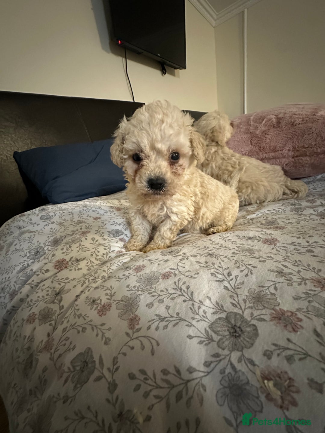 Poochon dogs for sale: Poochon puppies ready now  - Advert 25