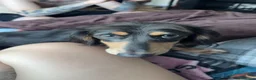 Miniature Dachshund dogs for sale: Long haired miniature dachshund  in ELY - Advert 2