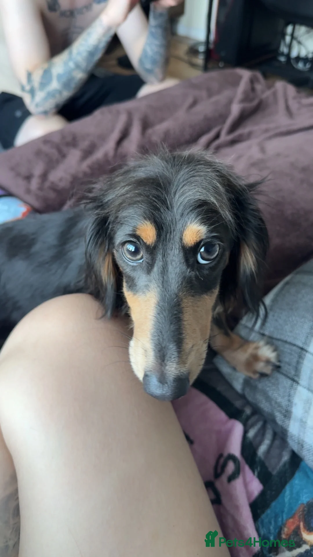Miniature Dachshund dogs for sale: Long haired miniature dachshund  in ELY - Advert 2