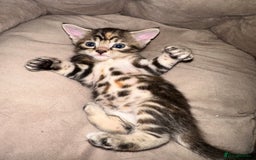 Mixed Breed cats for sale: Beautiful kittens - Image 22