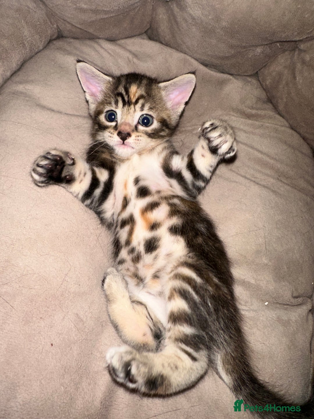 Mixed Breed cats for sale: Beautiful kittens - Image 22