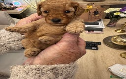 Cavapoo dogs for sale: Beautiful TOY Cavapoo puppies  - Image 5