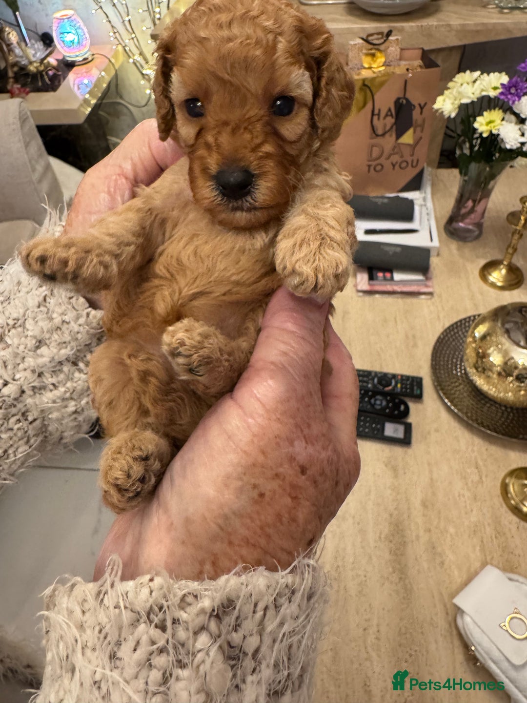 Cavapoo dogs for sale: Beautiful TOY Cavapoo puppies  - Image 5