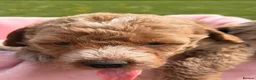Australian Labradoodle dogs for sale: Australian Labradoodles  - Advert 6