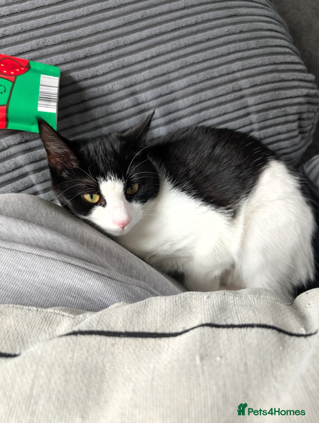 Mixed Breed cats for sale: 8 month old Maine Coon cross - Advert 2