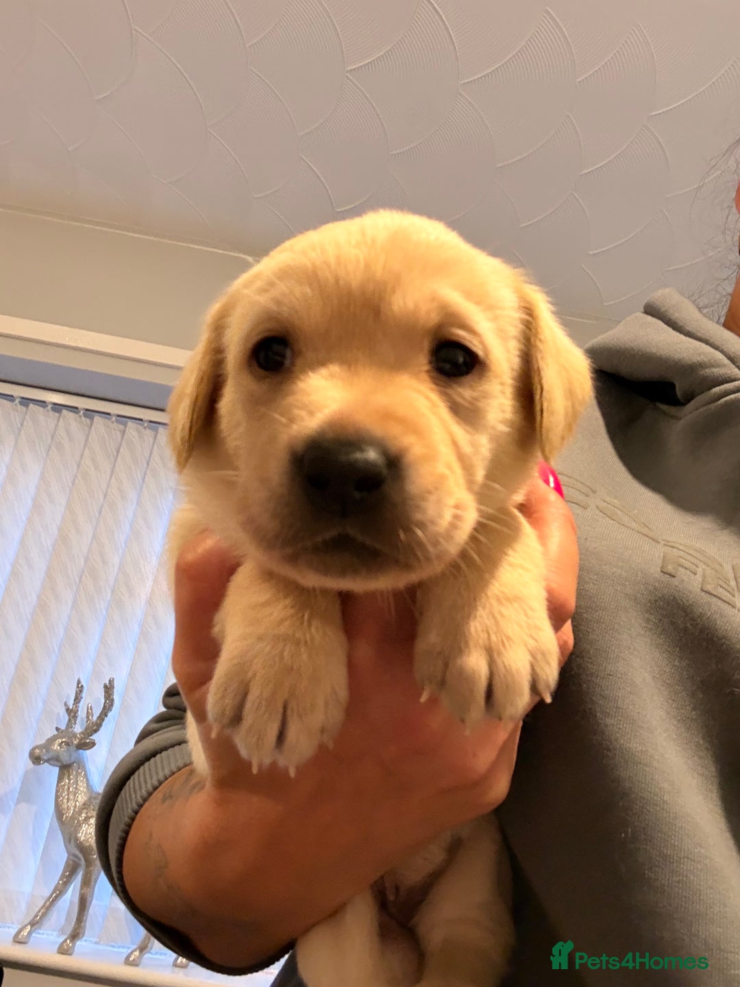 Labrador Retriever dogs for sale: Stunning Labrador puppies  - Advert 3