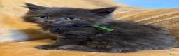 Ragcoon cats for sale: Beautiful Ragcoons - Advert 4