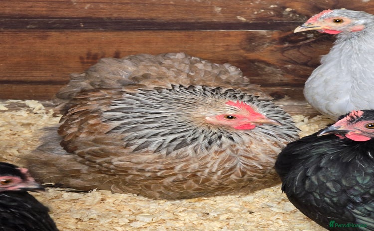 Chickens poultry - Advert 9