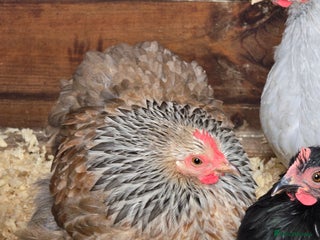 Chickens poultry - Advert 27