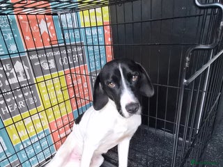 Mixed Breed dogs English pointer - Advert 16