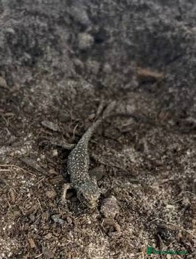 Lizard reptiles Jeweled Lacerta (Timon lepidus)  - Advert 2