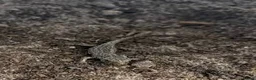 Lizard reptiles for sale: Jeweled Lacerta (Timon lepidus)  - Advert 2