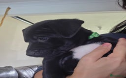 Mixed Breed dogs for sale: Adorable puppies for sale!  - Image 36