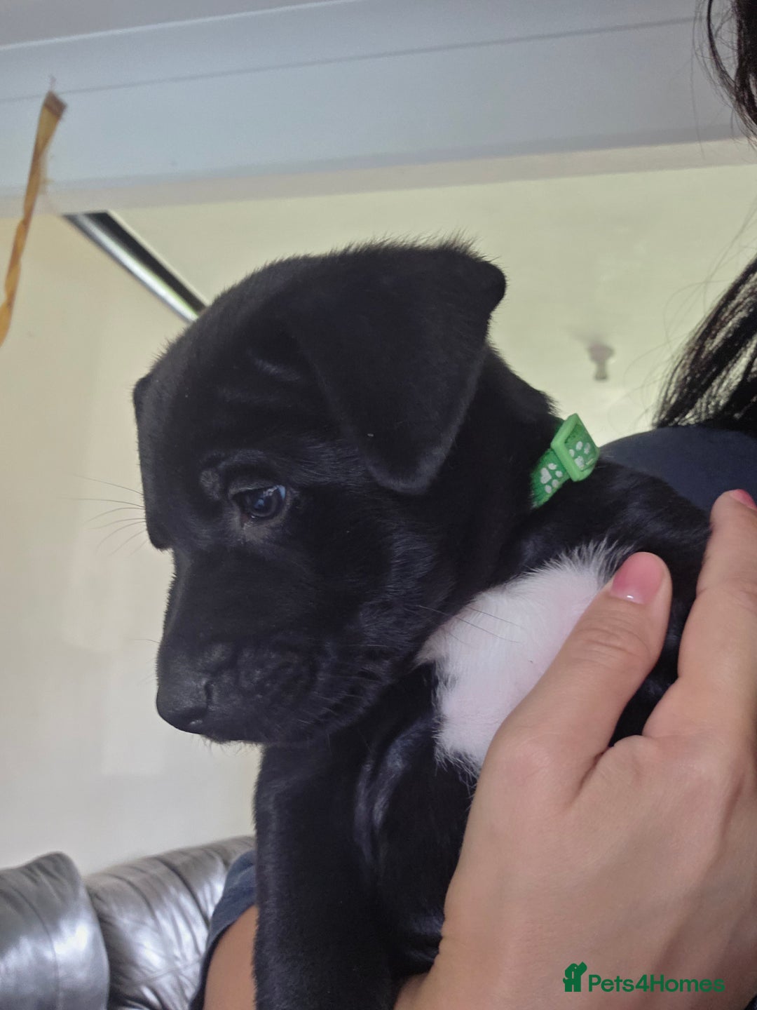 Mixed Breed dogs for sale: Adorable puppies for sale!  - Image 36