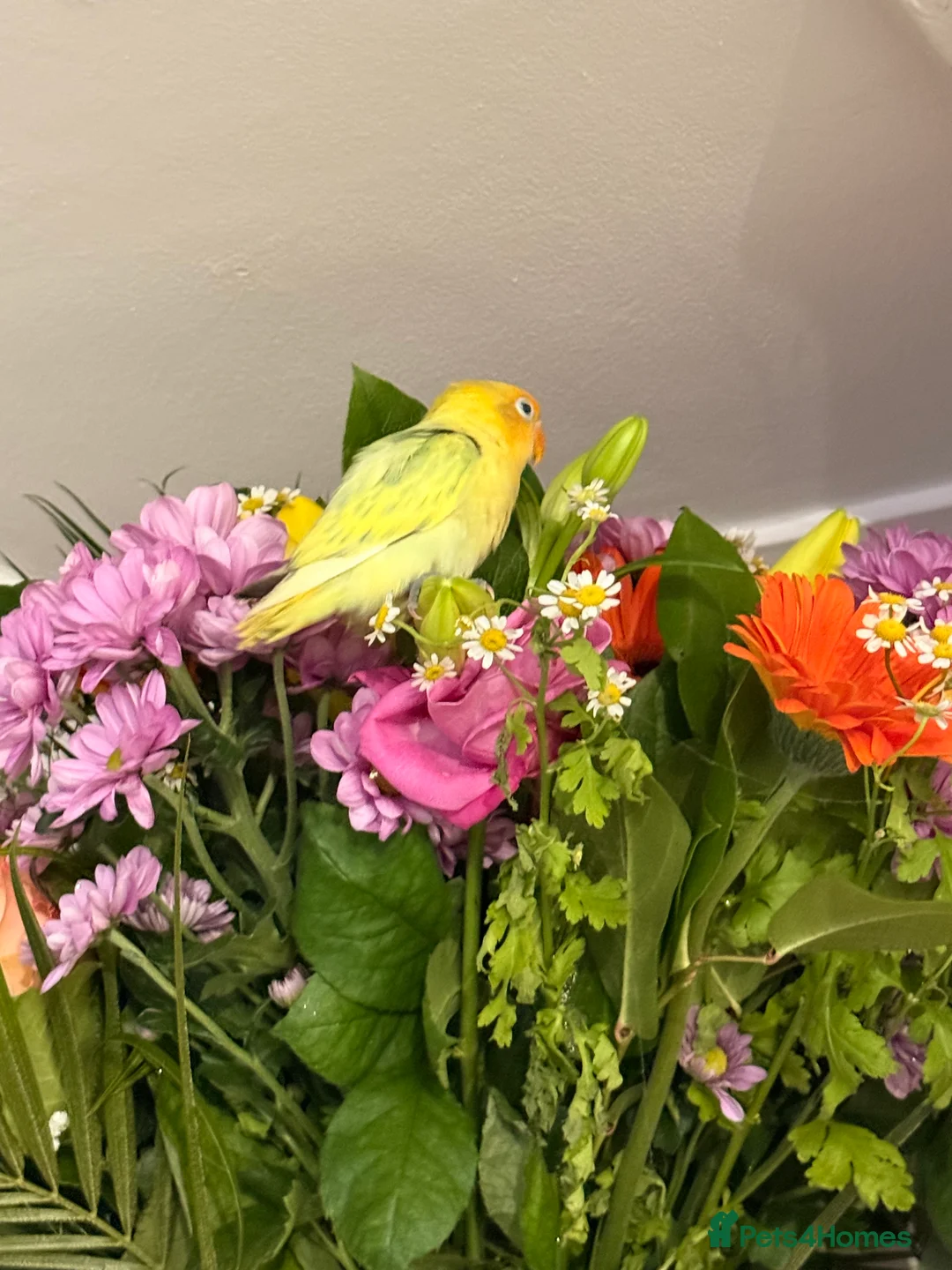 Mixed Breed birds for sale: Bird 4 months old  in Romford - Advert 2