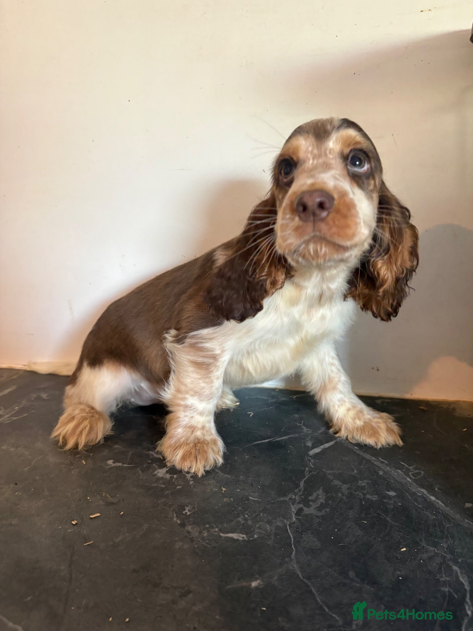 Cockapoo dogs Stunning cockapoo puppies - Advert 18