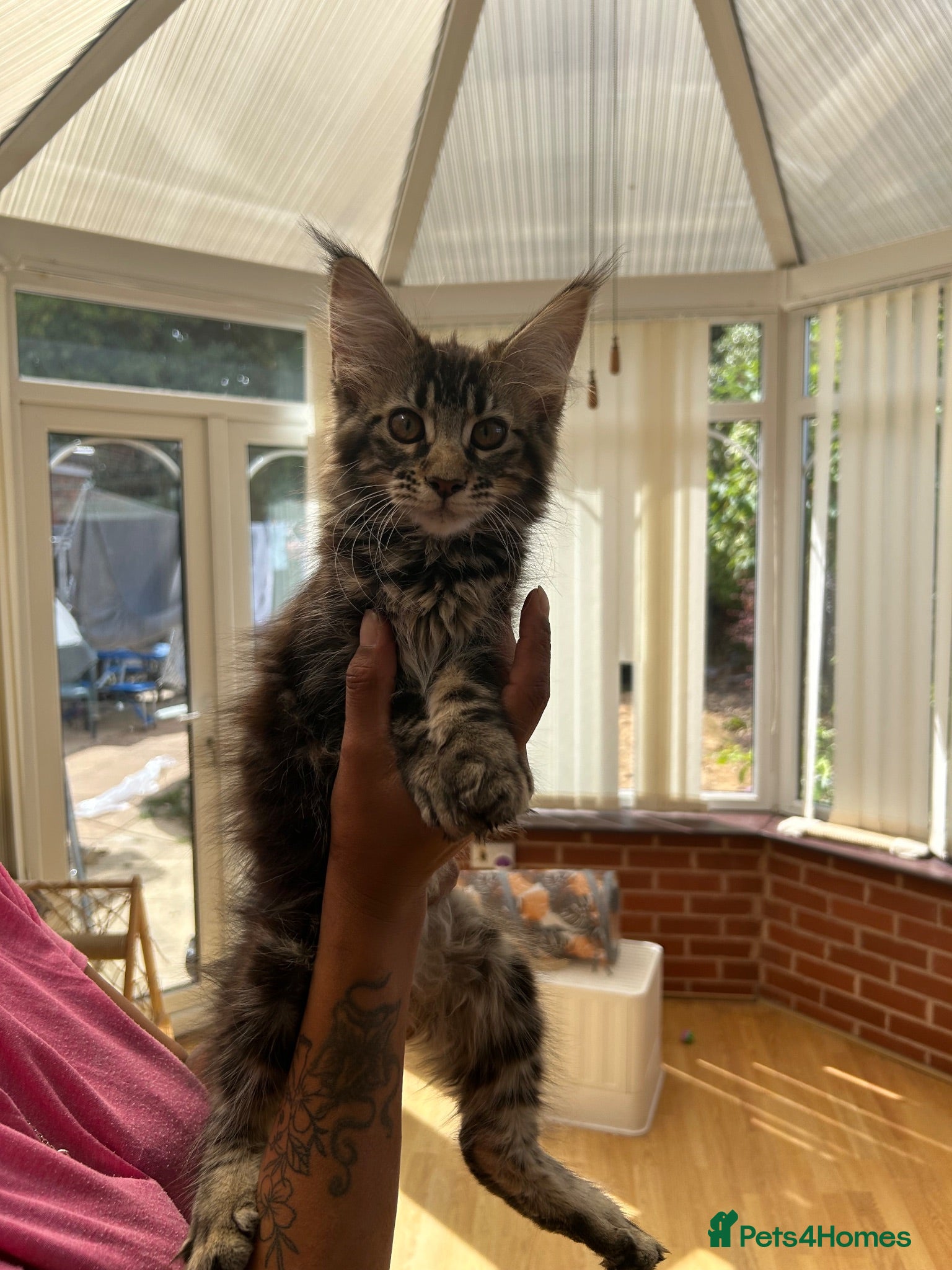 Maine Coon cats Female Maine coon - Advert 13
