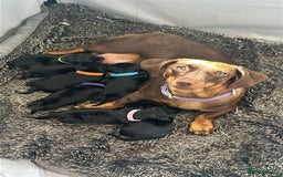 Dachshund dogs for sale: 🐾 Standard Dachshund Puppies-Absolutely perfect🐾 - Image 7