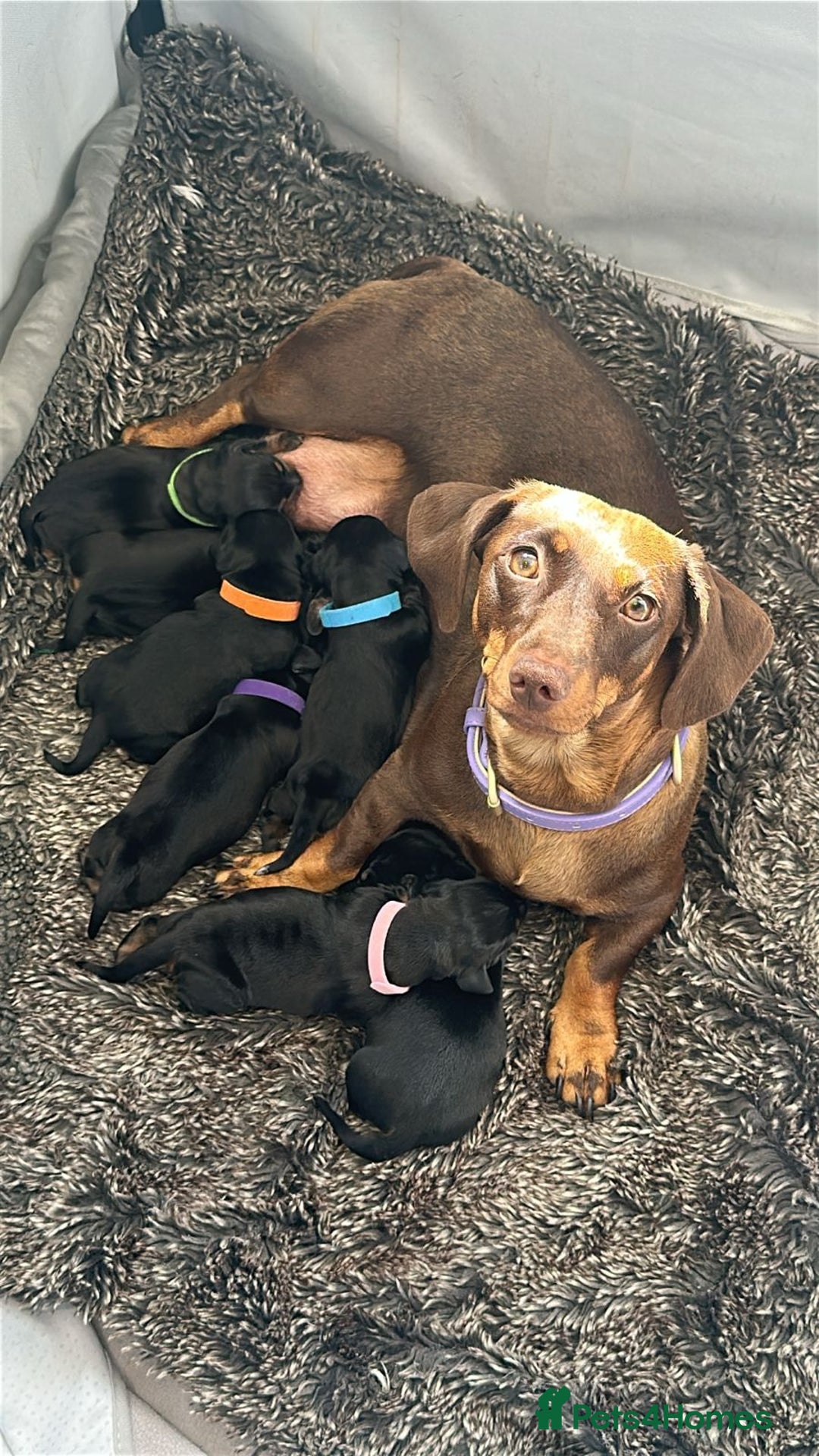 Dachshund dogs for sale: 🐾 Standard Dachshund Puppies-Absolutely perfect🐾 - Image 7