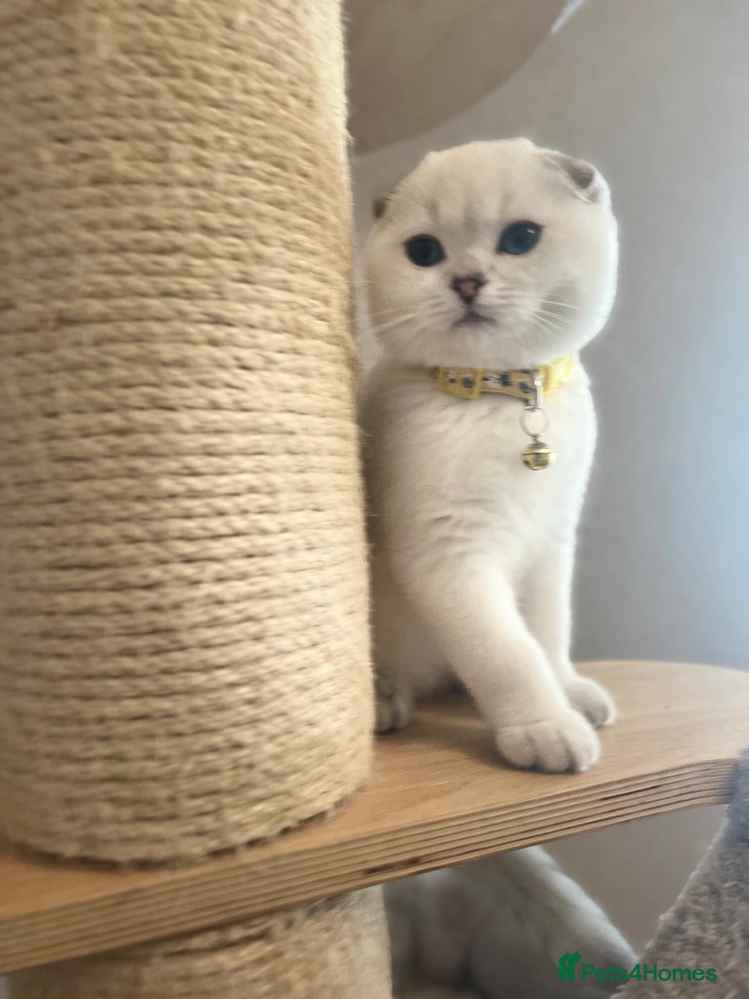 Scottish Fold cats for sale: Scottish Fold Kittens with TICA Registration - Image 3
