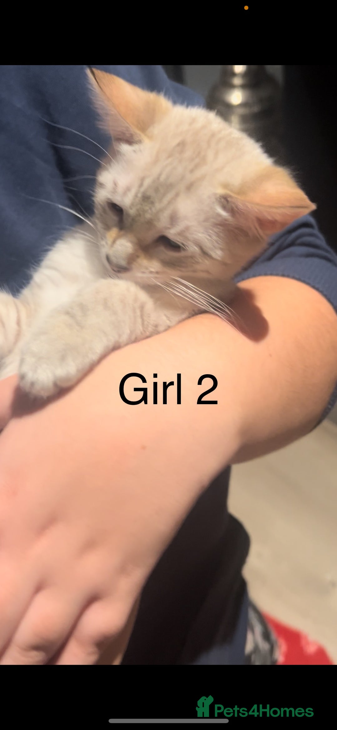 Mixed Breed cats for sale: mixed bengal kittens, ready to leave b4  **  - Advert 11