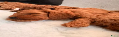 Cavapoo 4