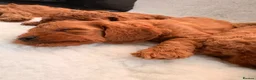Cavapoo dogs for sale: Stunning Fox red F1b cavapoo puppies in Cranbrook - Advert 11