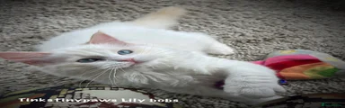 TINKSTINYPAWS Lily Bobs 