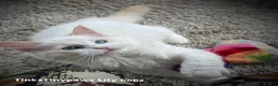 Ragdoll cats for sale: Ragdoll kittens  - Advert 11
