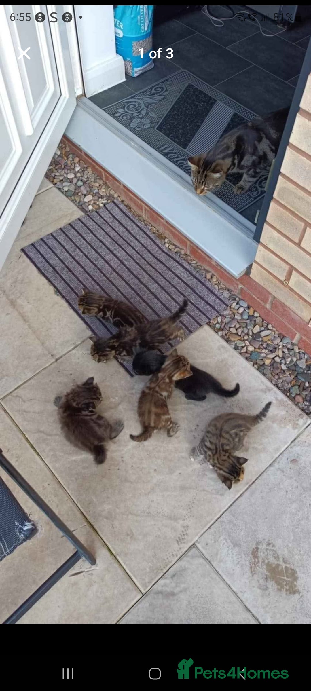 Mixed Breed cats for sale: Tabby Kittens - Image 2