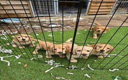 Cocker Spaniel dogs for sale: Working Cocker Spaniel pups for sale ready 19/8/25 - Image 10