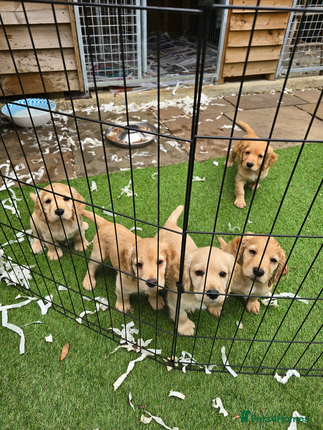 Cocker Spaniel dogs for sale: Working Cocker Spaniel pups for sale ready 19/8/25 - Image 10