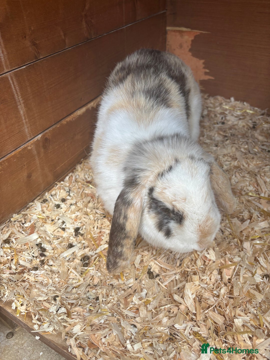 French Lop rabbits for sale: 3french lops - Image 3