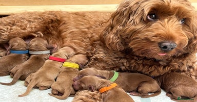 Cockapoo dogs - Advert 2