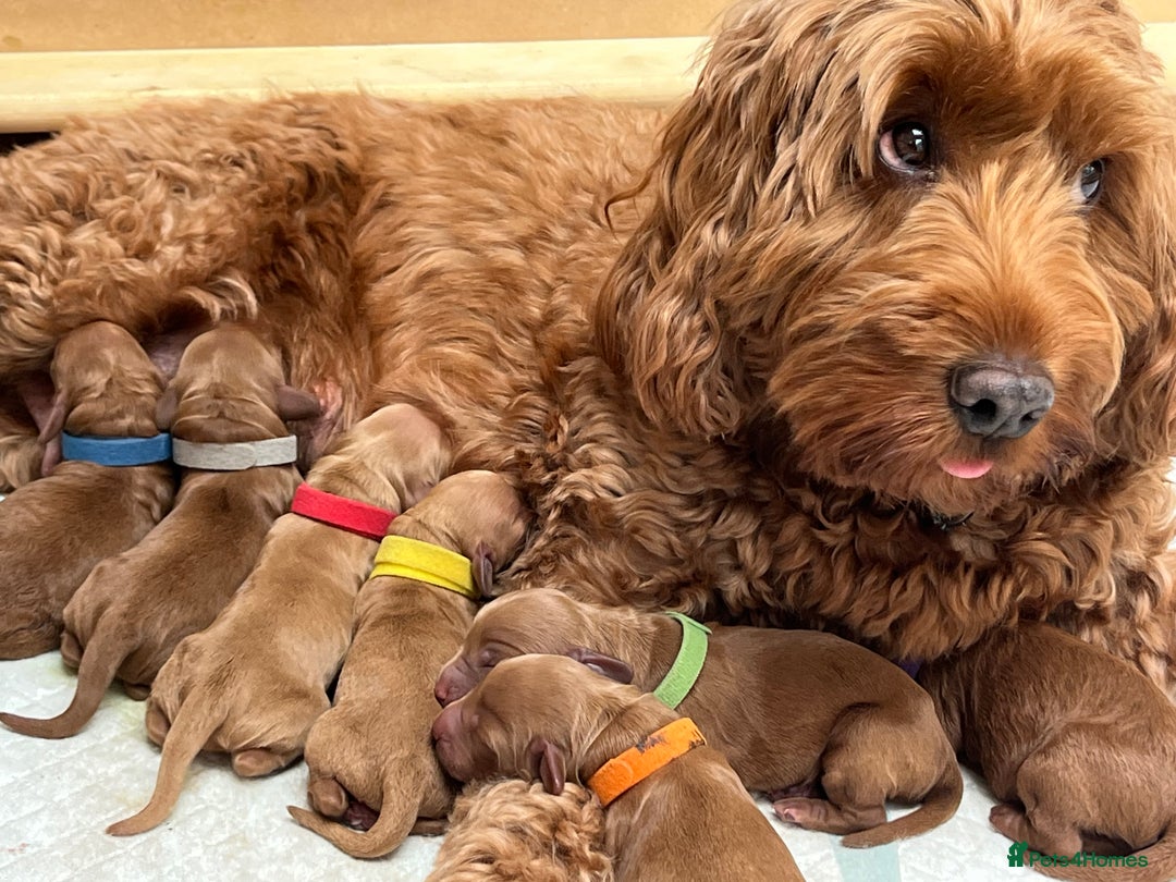 Cockapoo dogs for sale: Cockapoo Puppies, Ready for New Homes End of Sept - Image 3