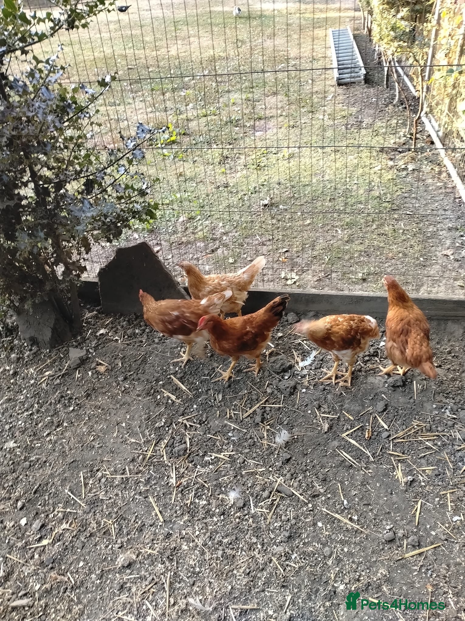 Chickens poultry 11 week old Warrens for sale  - Advert 2