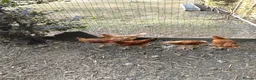 Chickens poultry for sale: 11 week old Warrens for sale  - Advert 1