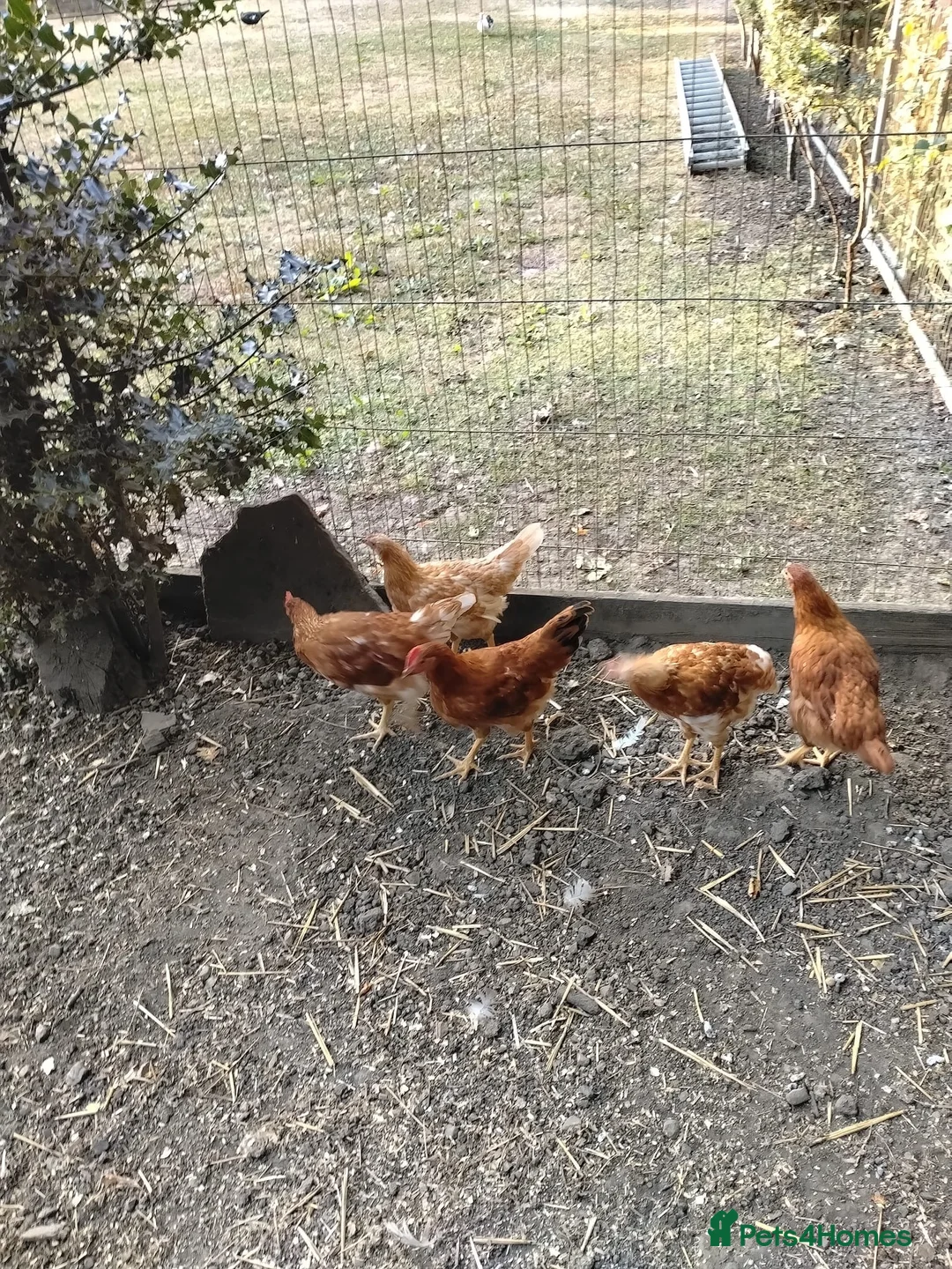 Chickens poultry for sale: 11 week old Warrens for sale  - Advert 1