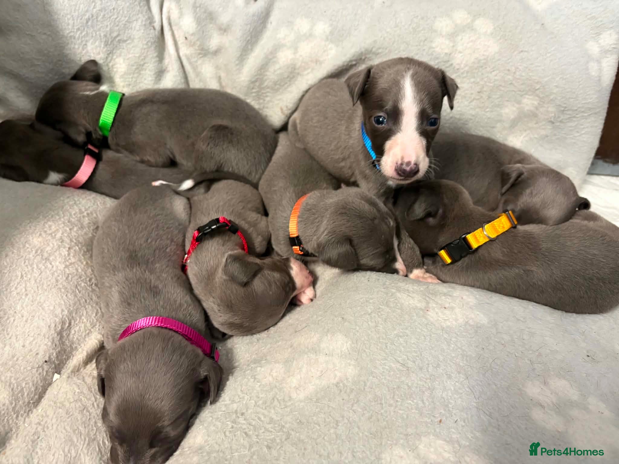 Whippet dogs Blue kc whippet puppies - Advert 2