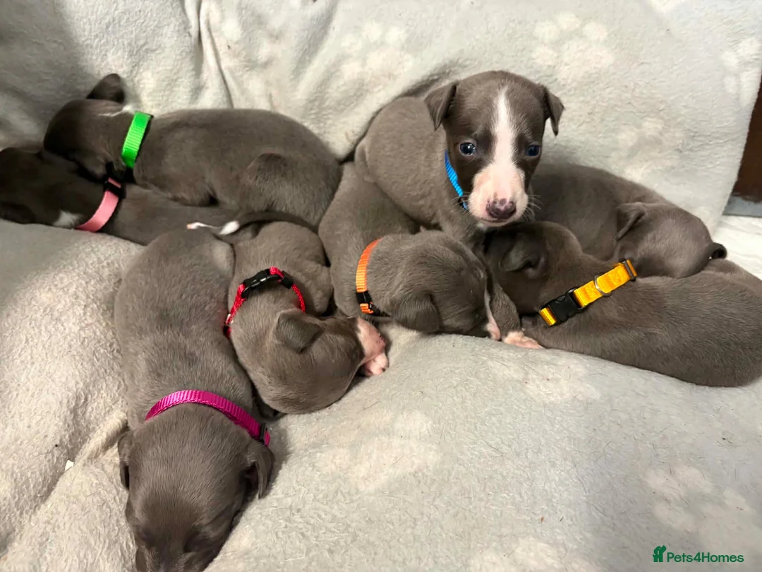 Whippet dogs for sale: Blue kc whippet puppies - Advert 1
