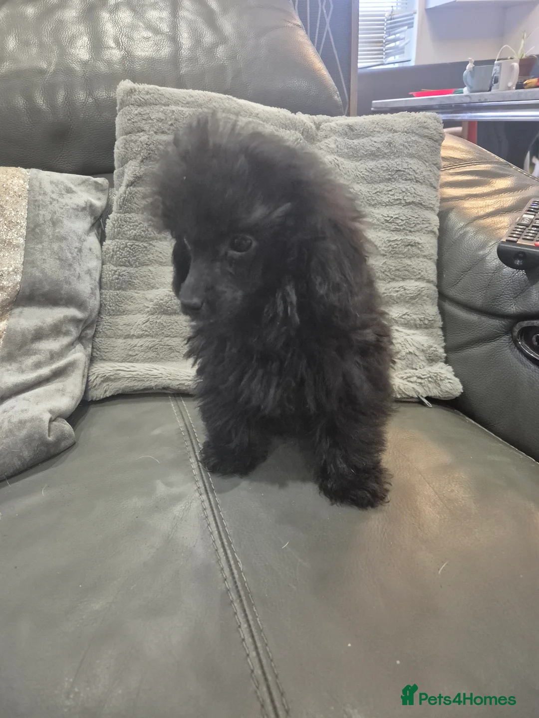 Toy Poodle dogs for sale: Poodle boys (toy x aisan) - Advert 20