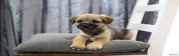Border Terrier dogs for sale: Border terrier puppies for sale in Ashford - Advert 3