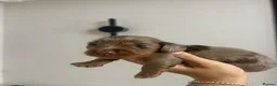 Miniature Dachshund dogs for sale: Beautiful miniature dachshunds💗💗💗🩵🩵 - Advert 3