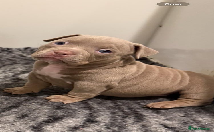 American Bully dogs - Advert 3